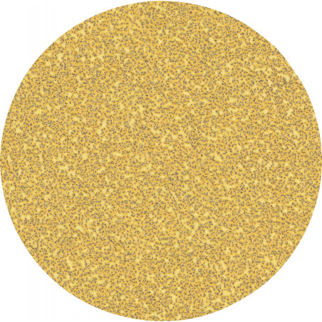 50 disques abrasifs bois et peinture C470 EXPERT 125mm G40 - BOSCH | 2 608 900 951