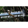 Taille-haies GHE 18V-50 - BOSCH | 06008C9600